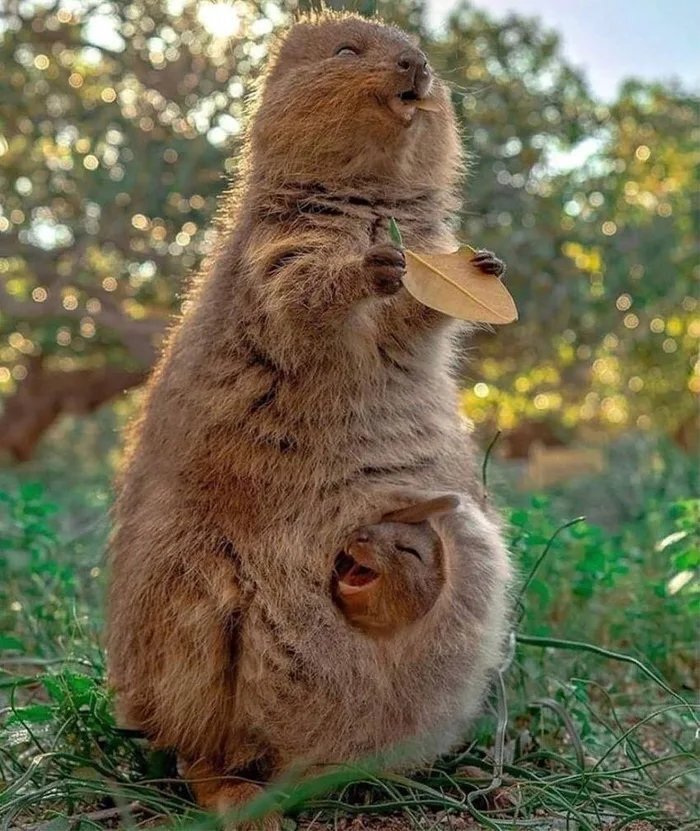 smiles to you - Animals, Young, Smile, Quokka, Marsupials, The photo