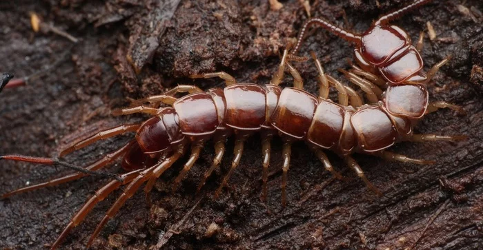 Bro#21 - Centipede, Arthropods