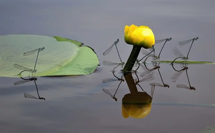 Tigoda River, yellow water lily, dragonflies, water, reflection... - My, Water lily, Kubishka, Dragonfly, Water, River, Reflection, Summer, July, 2022, Leningrad region, Insects, Nature, The photo, Longpost