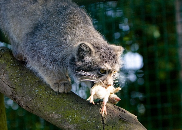 Reply to the post Operation Liz - Pallas' cat, Pet the cat, Licking, Small cats, Fluffy, Cat family, Predatory animals, Wild animals, The photo, Zoo, Reply to post