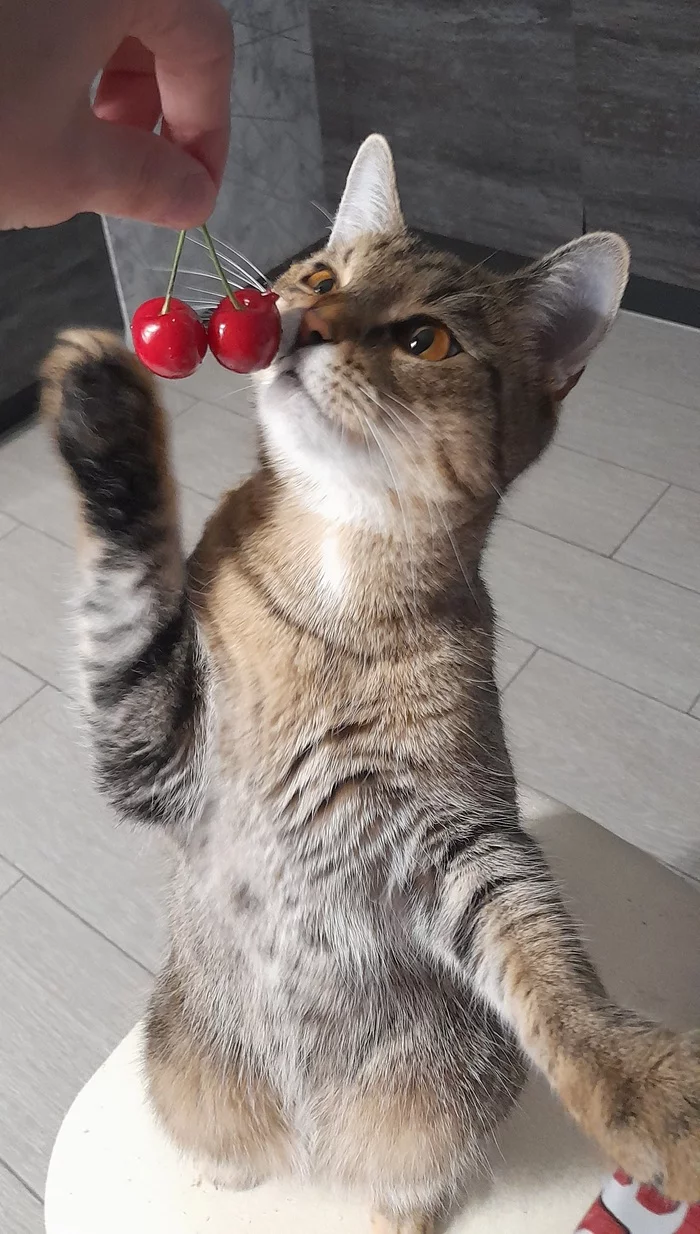 And what is it? - My, cat, Cherries, Longpost