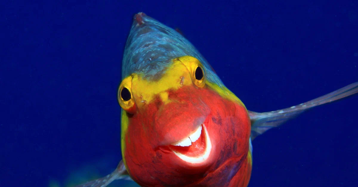 Рыба фугу бурый скалозуб. Рыба которая улыбается. Рыба попугай. Ромботелые скаты. Рыба которая улыбается.