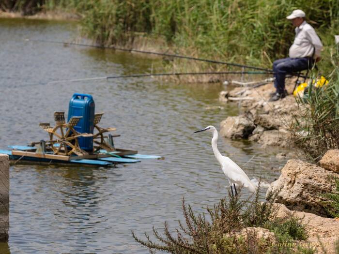 Anglers - My, Animals, The photo, Birds, Predator birds, Bird watching, Fishing, Fishermen