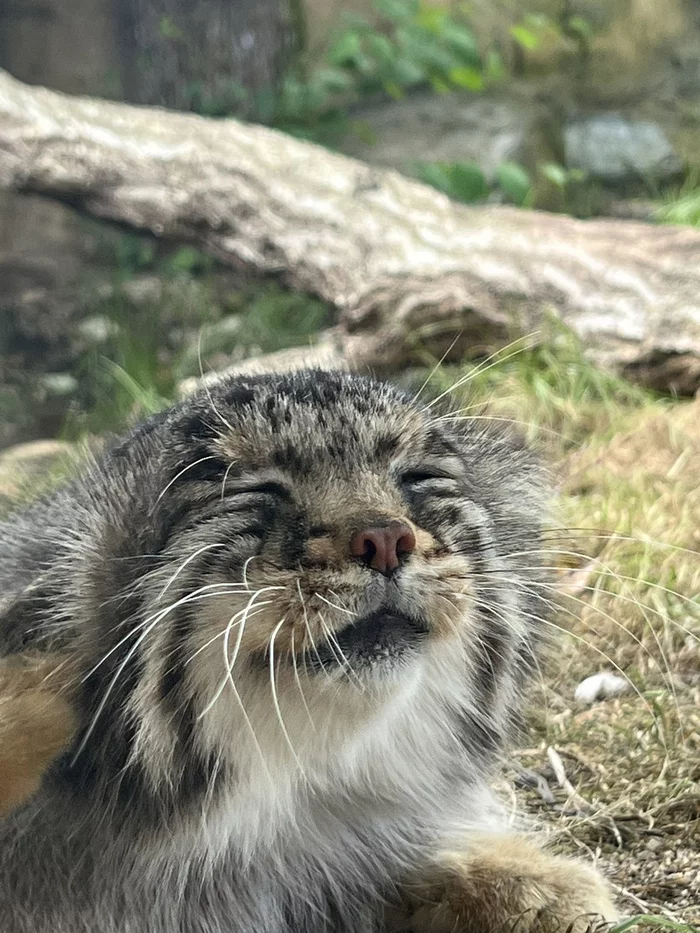 Continuation of the post Sensation! Christmas Miracle! Manulas are more smiling than quokkas!” - Pallas' cat, Pet the cat, Small cats, Cat family, Wild animals, The photo, Vote, Longpost, Repeat, Reply to post