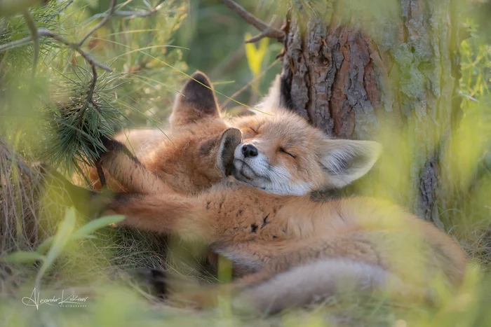 Warm dreams... - My, The photo, Summer, Morning, beauty of nature, Grass, Fox, Fox cubs, Canines, Predatory animals, Wild animals, Young