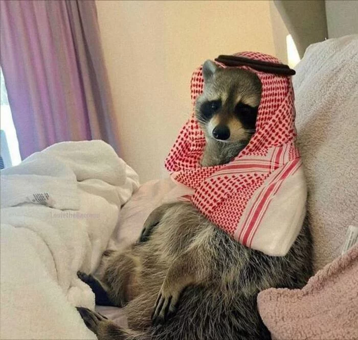 what an important bird - Raccoon, Keffiyeh, Predatory animals