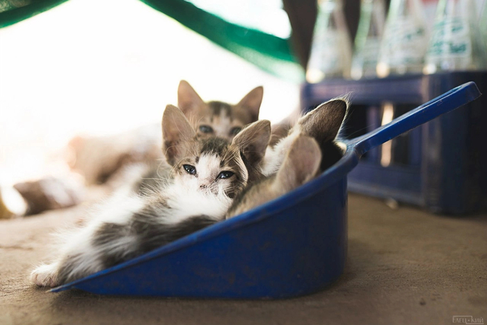 ������� �����