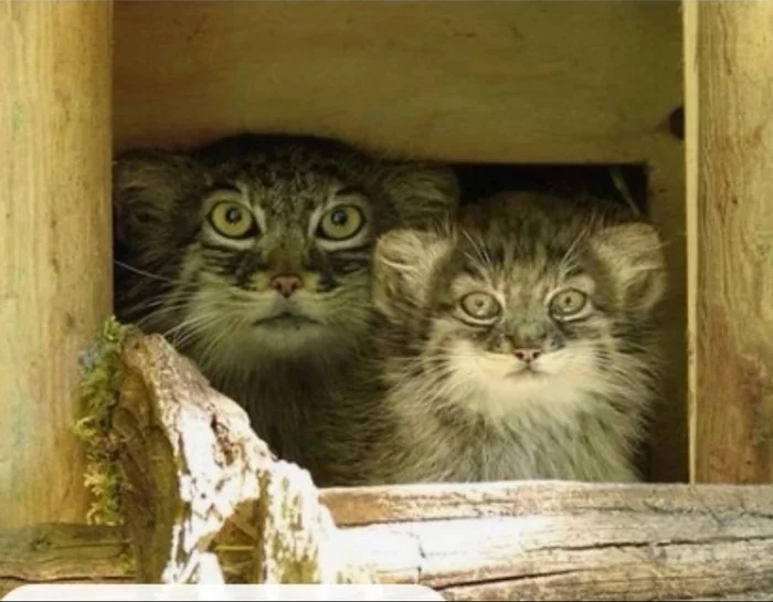 Strict mothers of manula and their cubs - Pallas' cat, Kittens, Mum, Small cats, Cat family, Predatory animals, Wild animals, Fluffy, Pet the cat, The photo