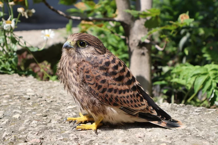 fledgling kestrel - My, Ornithology, Saratov, Kumysnaya Polyana, Falcon, Cell, Kestrel, Video, Longpost