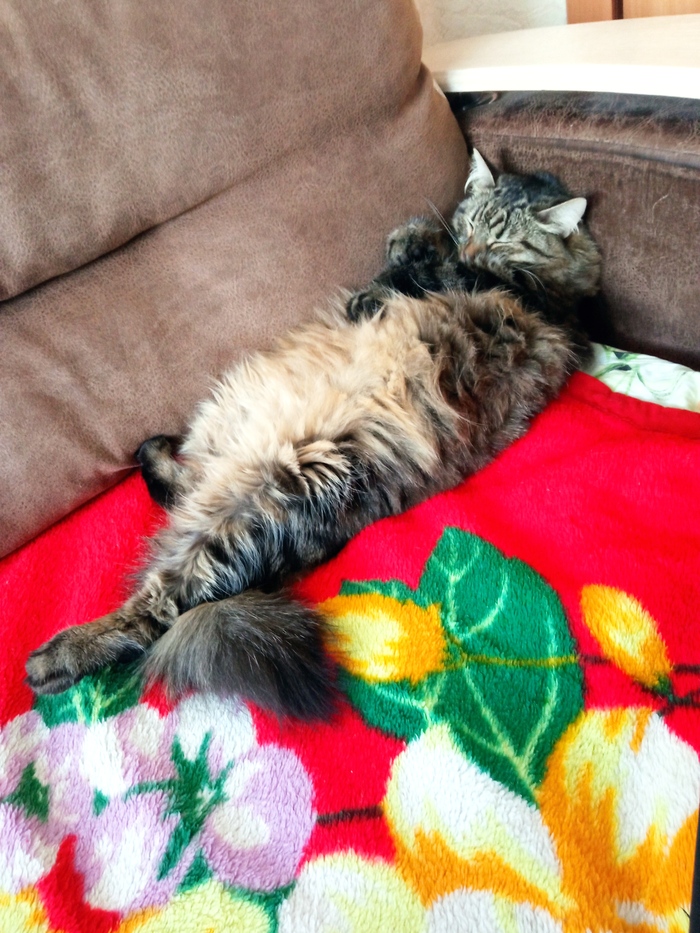 А как спит твой кот?