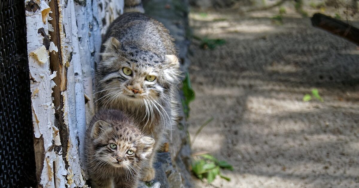 Котята манула. Кот Манул Новосибирский зоопарк. Манул малыш. Манулы в Новосибирском зоопарке. Манул и Мейн кун.