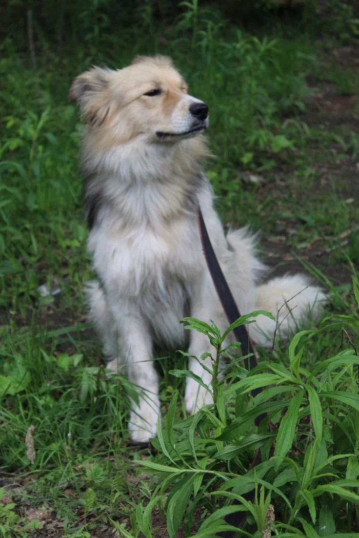 No one notices a special boy for 1.5 years in a shelter - In good hands, Animal shelter, Homeless animals, Dog, Helping animals, No rating, Volunteering, Longpost, Elektrogorsk, Moscow region, Moscow