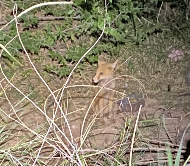 The modest one remained at the hole. - Fox, Fox cubs, Observation, Feeding, Video, Longpost