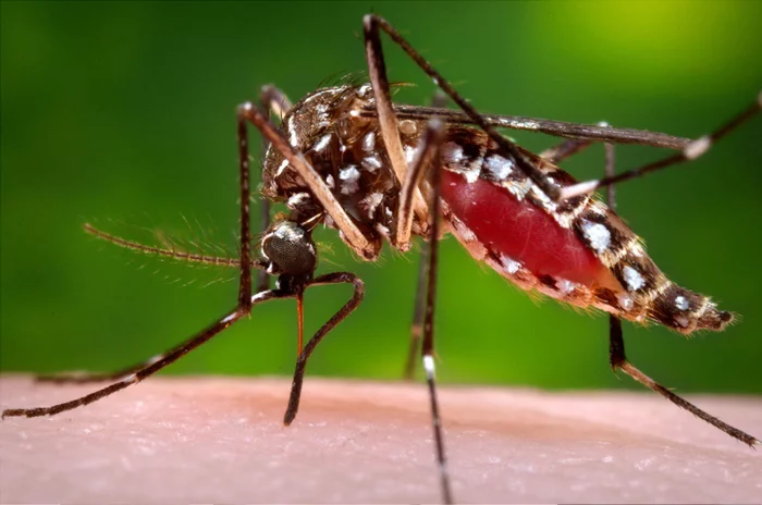 Mosquitoes prefer to bite more sweaty people - Biology, Microscope, Insects, Mosquitoes, Blood, Victim