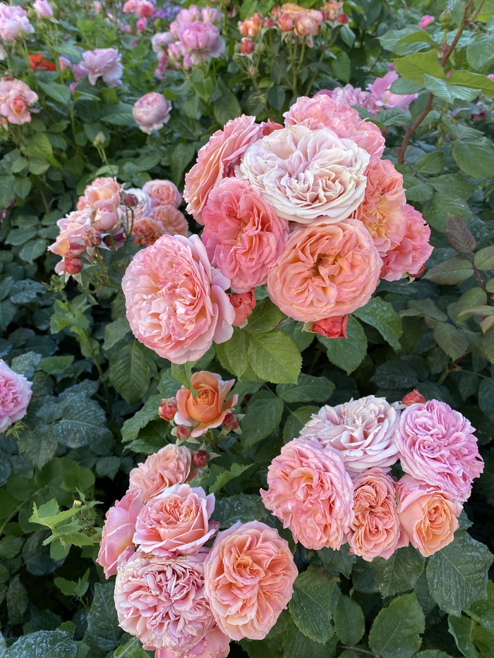 ����� - ��� ������� ����