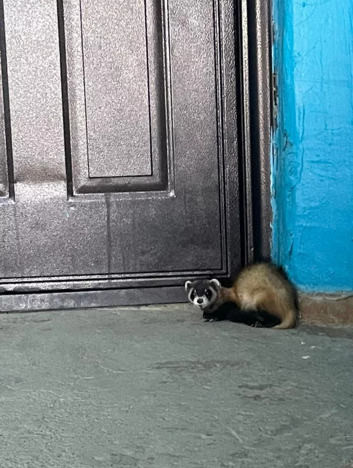 unexpected guest - My, Wild animals, Ferret, Town, Adaptation, Urban history, In the animal world, Predatory animals, Desert, Baikonur, Baikonur Cosmodrome