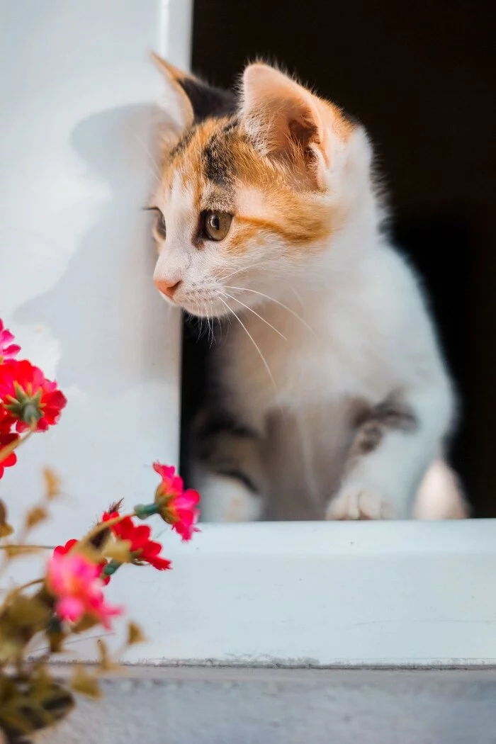 Kittens from Yerevan - My, cat, No rating, In good hands, Kittens, Longpost