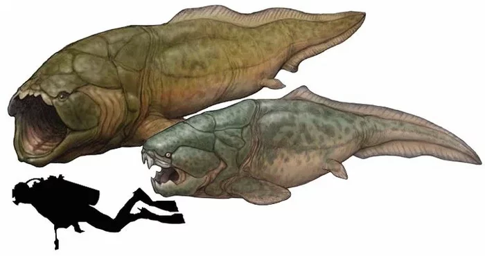 Titanichthys: The big brother of the aggressive dunkleosteus who decided to fill the niche of modern whales - Extinct species, Animal book, Yandex Zen, Dinosaurs, Paleontology, Longpost