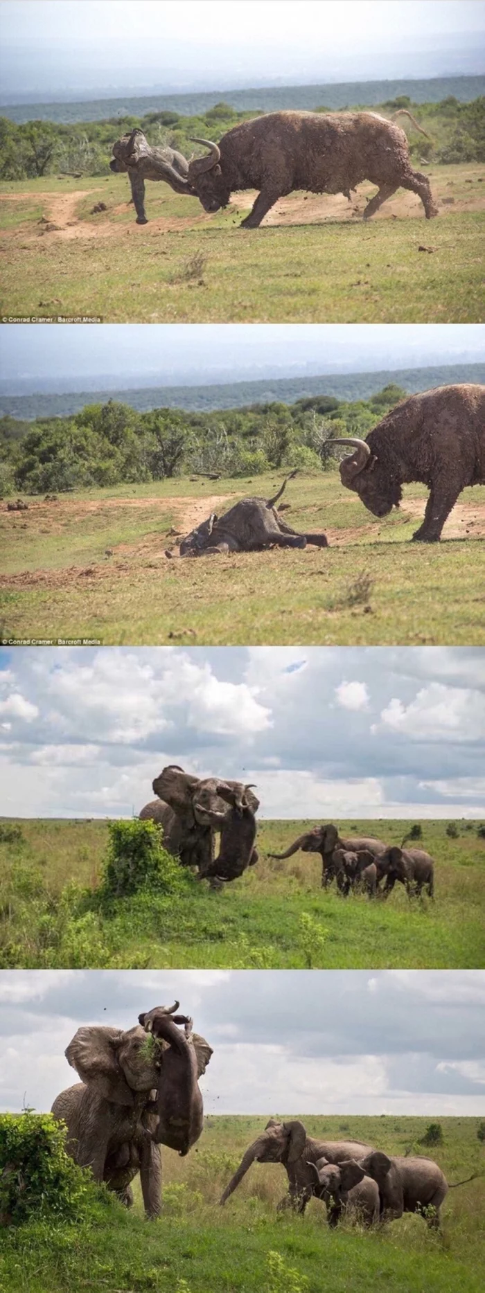 For do not * y offend the little ones - wildlife, Elephants, Buffalo, National park, The national geographic, Longpost, Mat