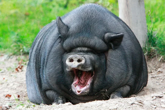 Vietnamese bellied pigs: Piggy pug from Asia. - Vietnamese pigs, Animal book, Yandex Zen, Longpost, Artiodactyls