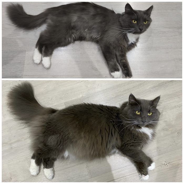 Кот из приюта спустя год