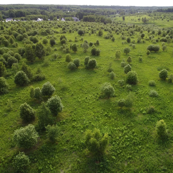 In the country - My, The photo, Drone, Russia, Summer, Nature, Longpost