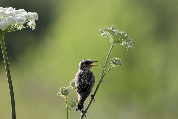 Meadow coinage - My, The photo, Nature, Chisel, wildlife, Ornithology, Hobby, Photo hunting, Birds, Lucky moment, Funny