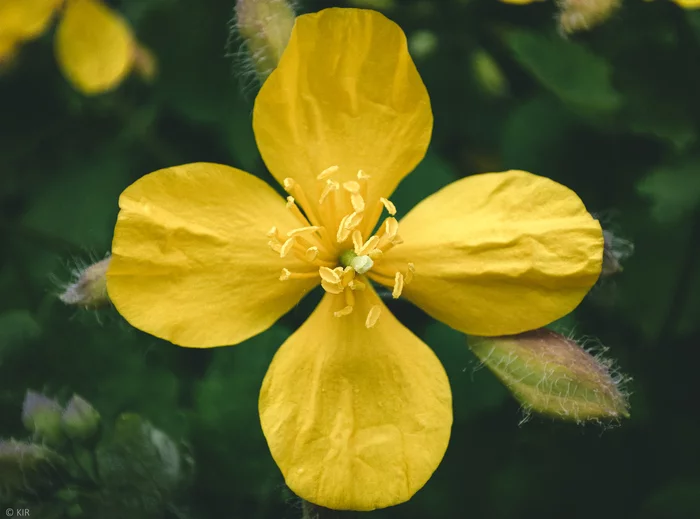 Celandine - My, Mobile photography, Flowers, Celandine, Longpost