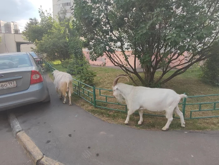 Козы на самовыпасе. Москва - Москва, Коза, Животные, Длиннопост, Парнокопытные