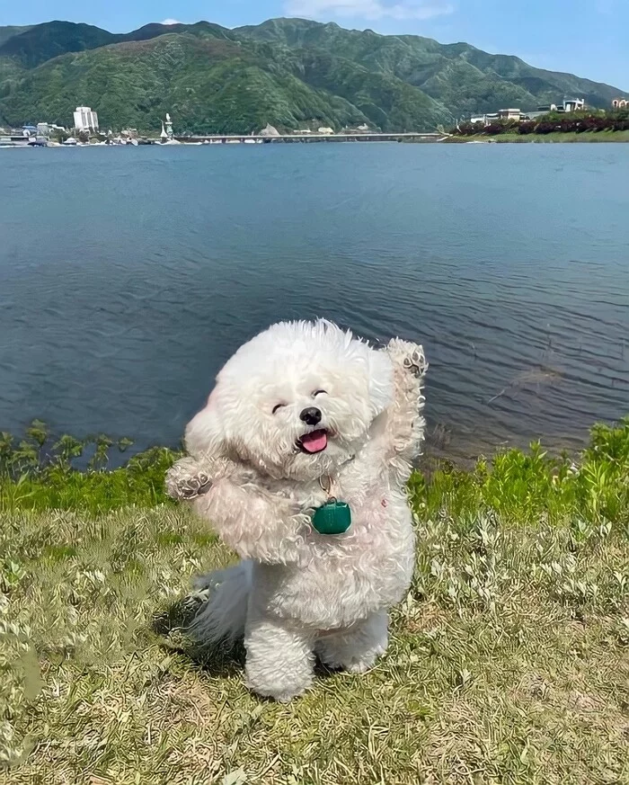 Fly - hurrah! - Dog, Bichon Frise, Milota, Pose, The photo