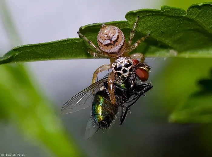 A pregnant female jumping spider Thyene natalii is fed by a fly - Jumping spider, Spider, Female, Arthropods, Mining, Муха, Insects, Wild animals, wildlife, South Africa, The photo