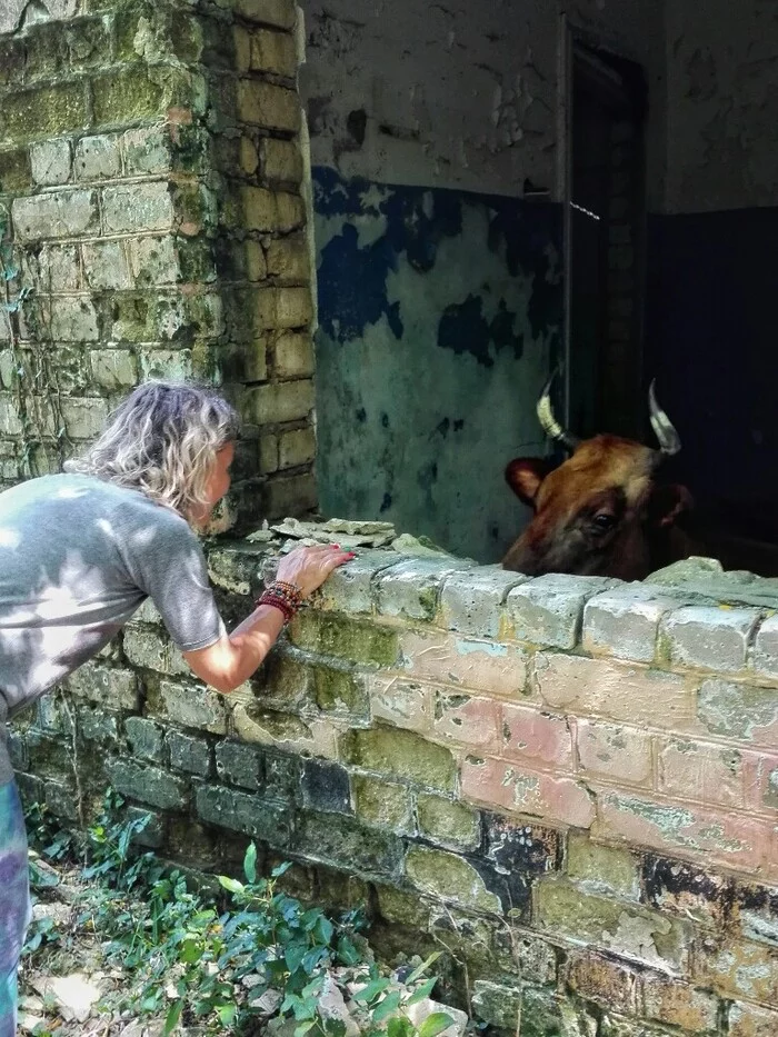 Cows hide from the heat - My, Cow, Resorts of the Krasnodar Territory, Lermontovo, Summer, Heat, Mobile photography, Longpost, Abandoned