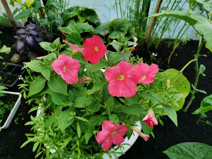 Петуния гибридная Верность кустовая не требует прищипки