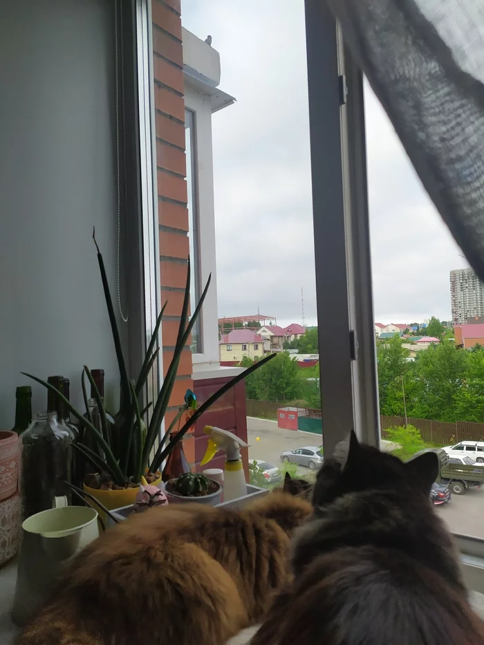 Video digest about Pepyaka #2 - My, cat, Video, Sparrow, Vertical video, Longpost