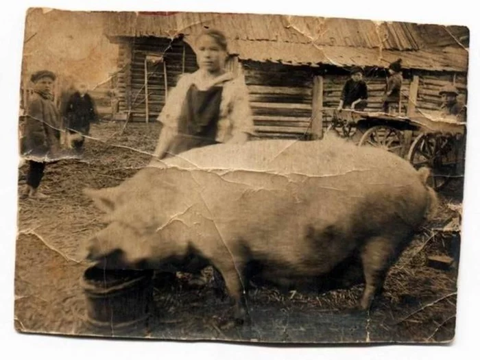 Raised, 1930s - the USSR, Black and white photo, History of the USSR, Old photo, История России, Pig, Collective farm