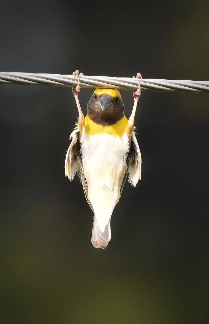 One more meme bird - Animals, The photo, Birds, India, Nature, Weavers