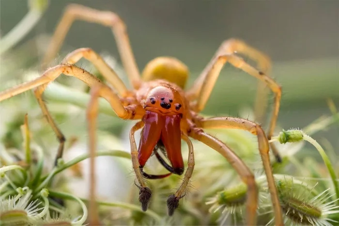 Yellow sack: A reason to be careful in the fields. - Spider, Animal book, Yandex Zen, Longpost, Arthropods