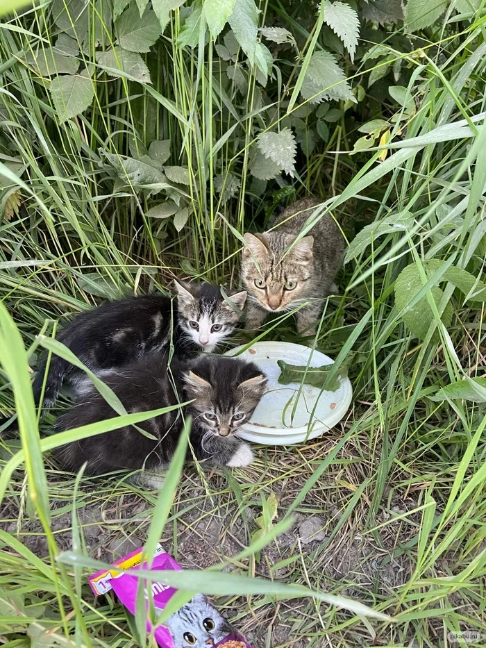 The kittens and their mother, who were thrown into the field by someone, are looking for their new, reliable home, where they will no longer be betrayed. - My, cat, In good hands, No rating, The strength of the Peekaboo, Saint Petersburg, Leningrad region, Vertical video, Longpost, Video