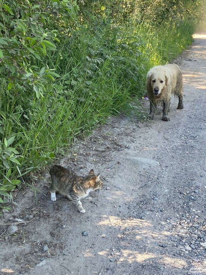 The kittens and their mother, who were thrown into the field by someone, are looking for their new, reliable home, where they will no longer be betrayed. - My, cat, In good hands, No rating, The strength of the Peekaboo, Saint Petersburg, Leningrad region, Vertical video, Longpost, Video