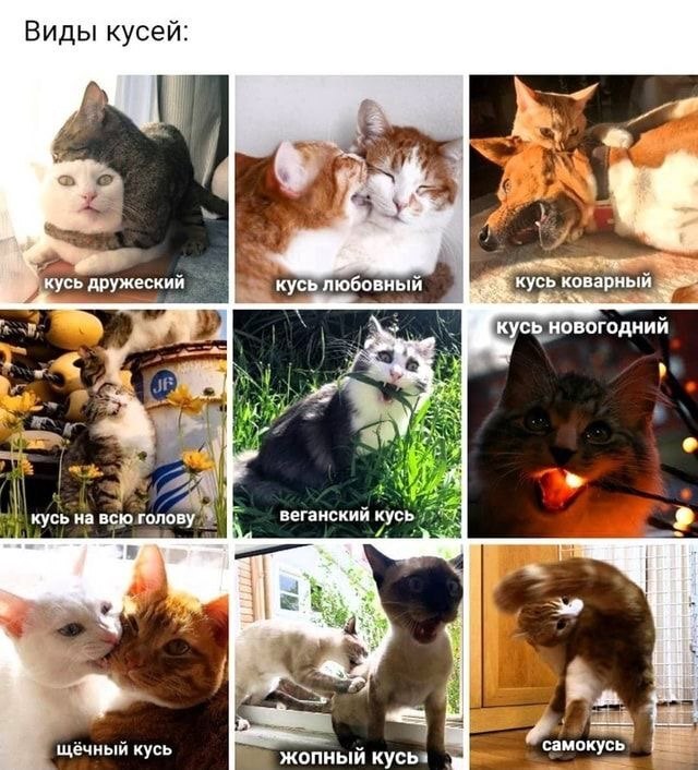 Types of bites - Kus, cat, Picture with text