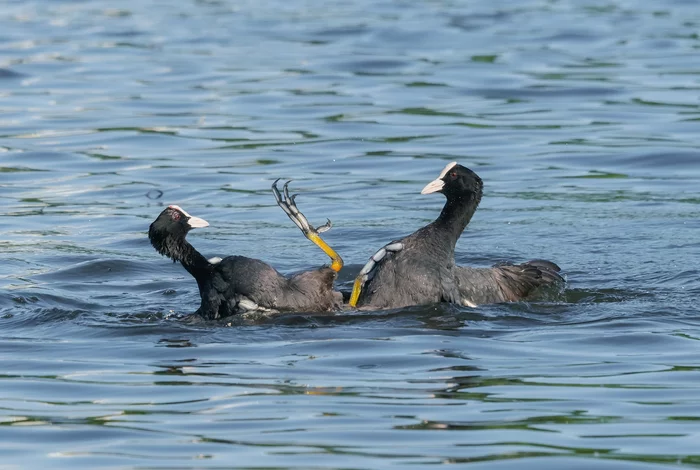 Can you count? - Coot, Birds, Territorial disputes, Tsaritsyno, Moscow, Paws, The photo