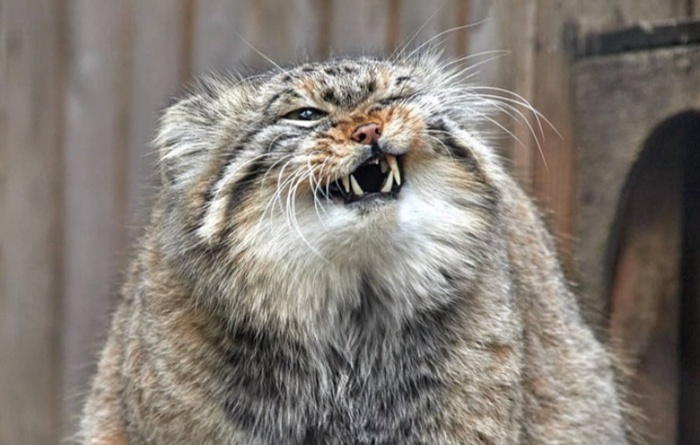 Превосходство