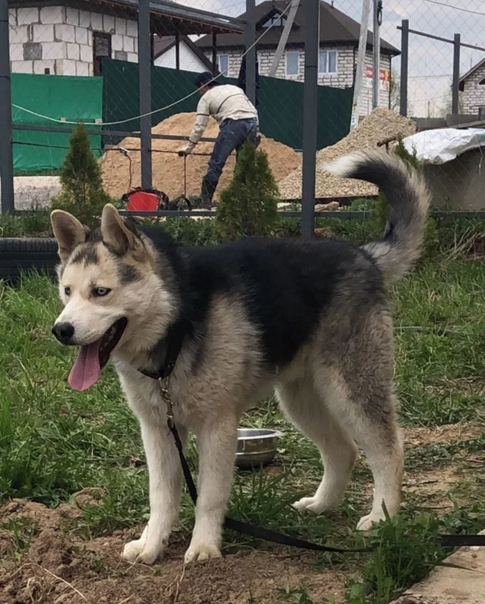 man and husky - Puppies, Homeless animals, Animal shelter, In good hands, Animal Rescue, Moscow region, Siberian Husky, Husky, Dog, I will give, Mat, Longpost, No rating