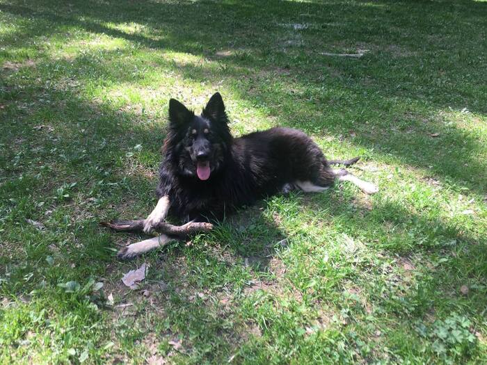 Я не был готов к подобному Собака, В добрые руки, Помощь животным, Спасение животных, Длиннопост, Без рейтинга, Москва