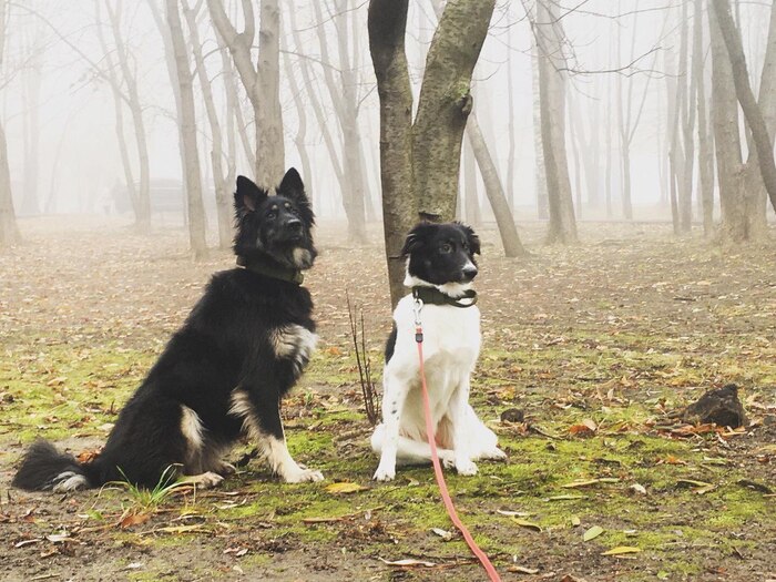 Я не был готов к подобному Собака, В добрые руки, Помощь животным, Спасение животных, Длиннопост, Без рейтинга, Москва