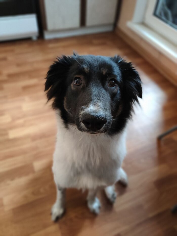 Я не был готов к подобному Собака, В добрые руки, Помощь животным, Спасение животных, Длиннопост, Без рейтинга, Москва