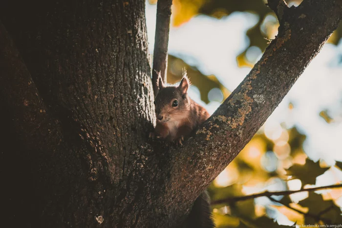 Squirrel - My, Street photography, Photographer, Squirrel, The photo, The park, Longpost, Summer, Walk, Morning, Soviet lenses, Rodents