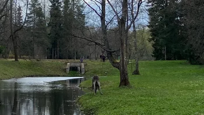 Возвращённого в дикую природу лосёнка съел медведь - Лосята, Медведи, Павловский парк, Павловск, Санкт-Петербург, Лось, Дикая природа, Дикие животные, Бурые медведи, Съел