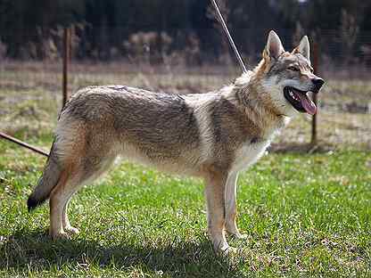 Similar? - My, Czechoslovak Vlcak, Dog, Longpost