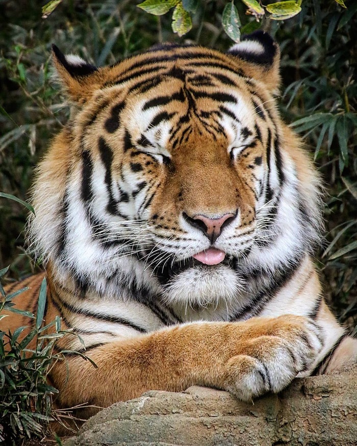 Приятный сон